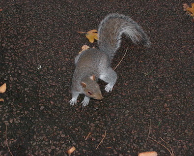 Image of a squirrell